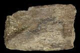 Fossil Triceratops Rib Section - North Dakota #117368-1